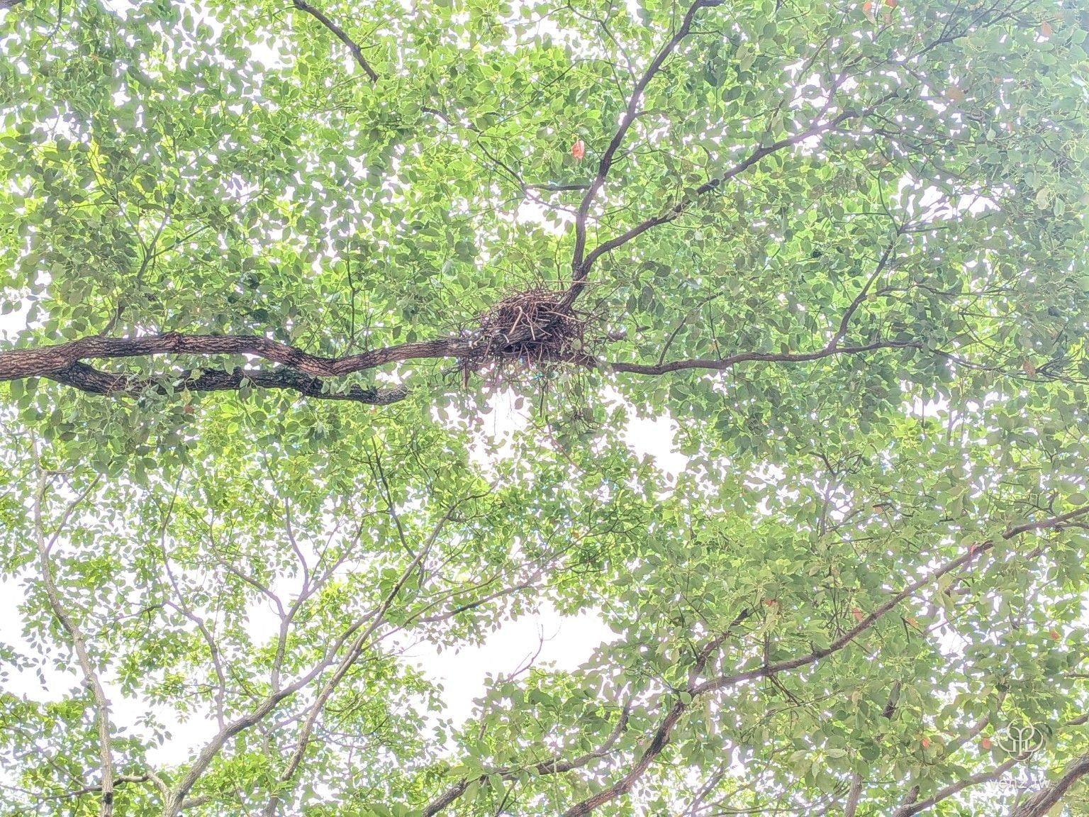 大湳森林公園樹上的鳥巢