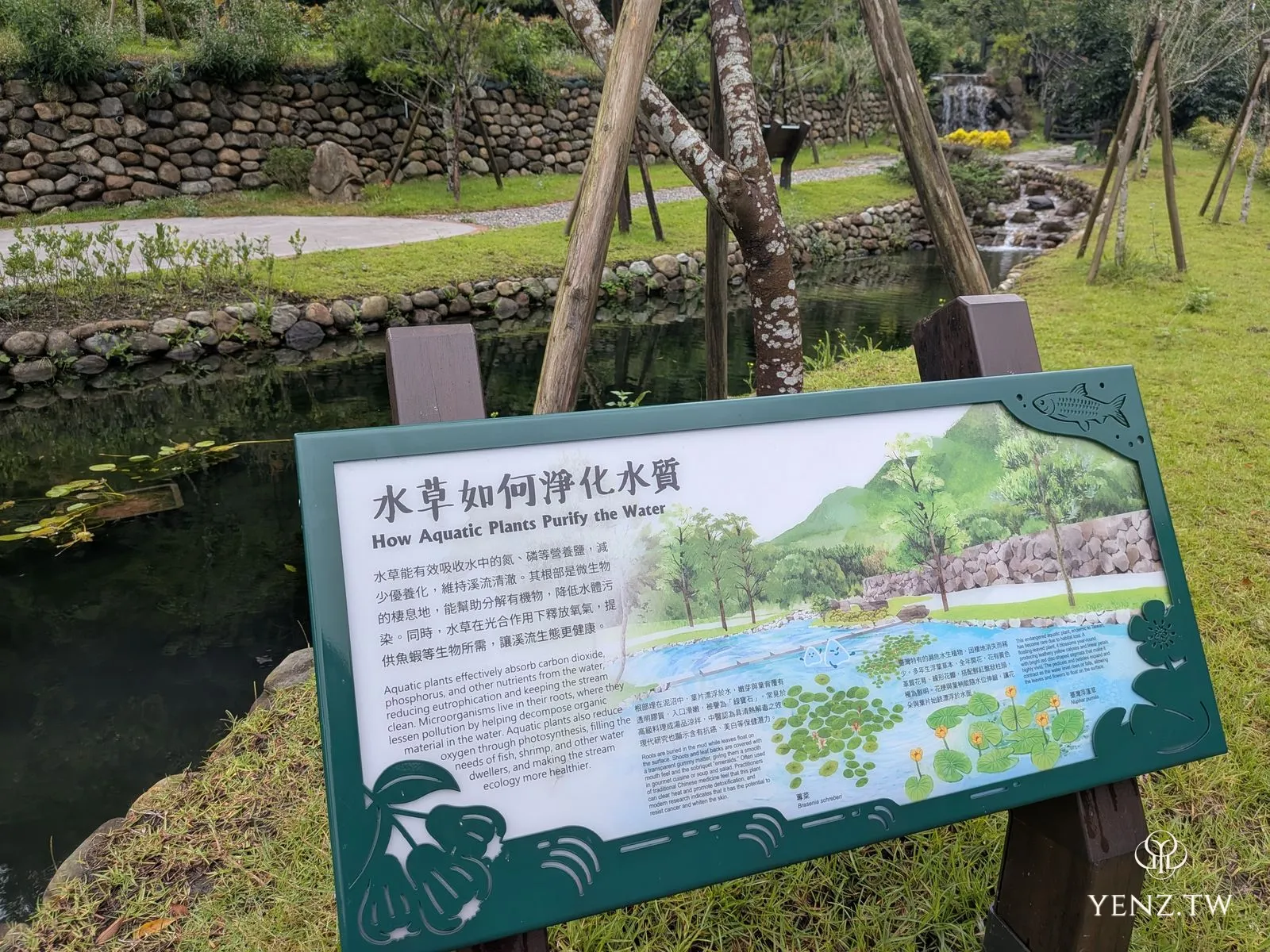 解說牌「水草如何淨化水質 How Aquatic Plants Purify the Water」，臨著生態池。