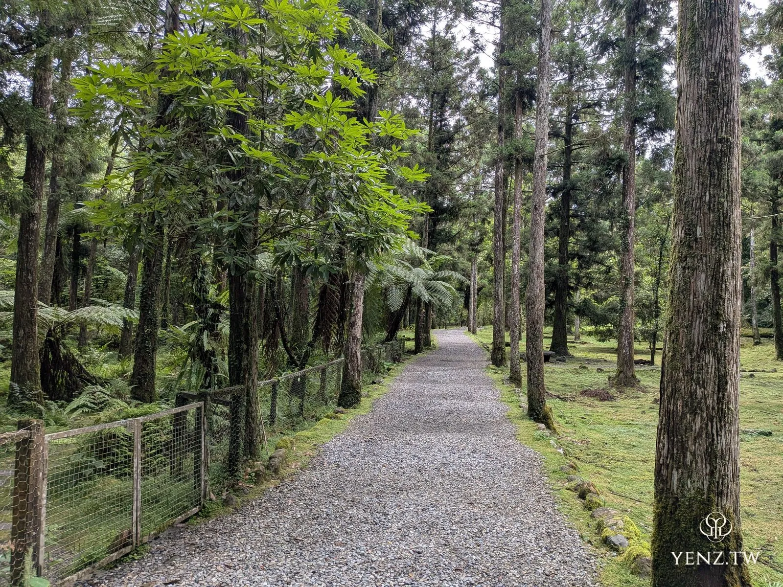 一條碎石步道，兩側是高聳的柳杉與樹蕨，鐵絲護欄低矮。