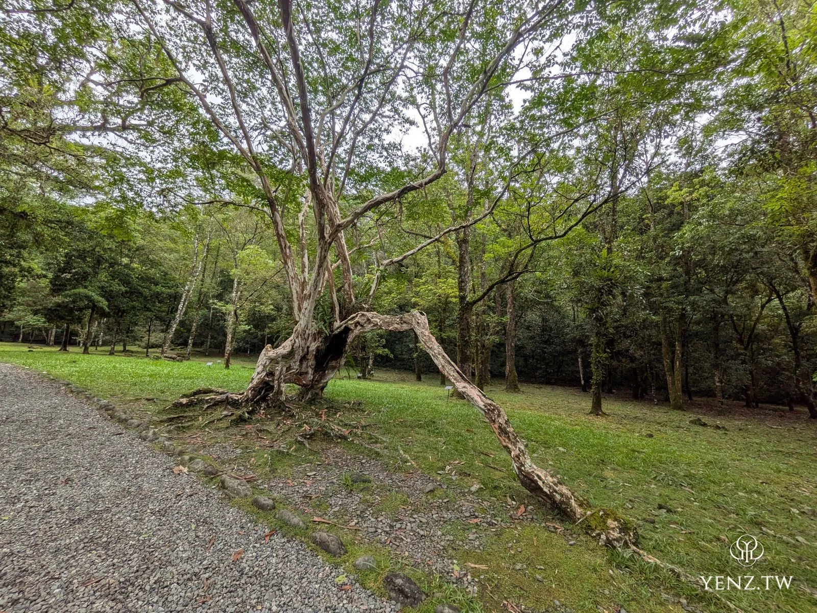 一棵形狀奇特的老九芎，樹幹中空、枝條斜伸，像曾倒下又重新支撐起自己。