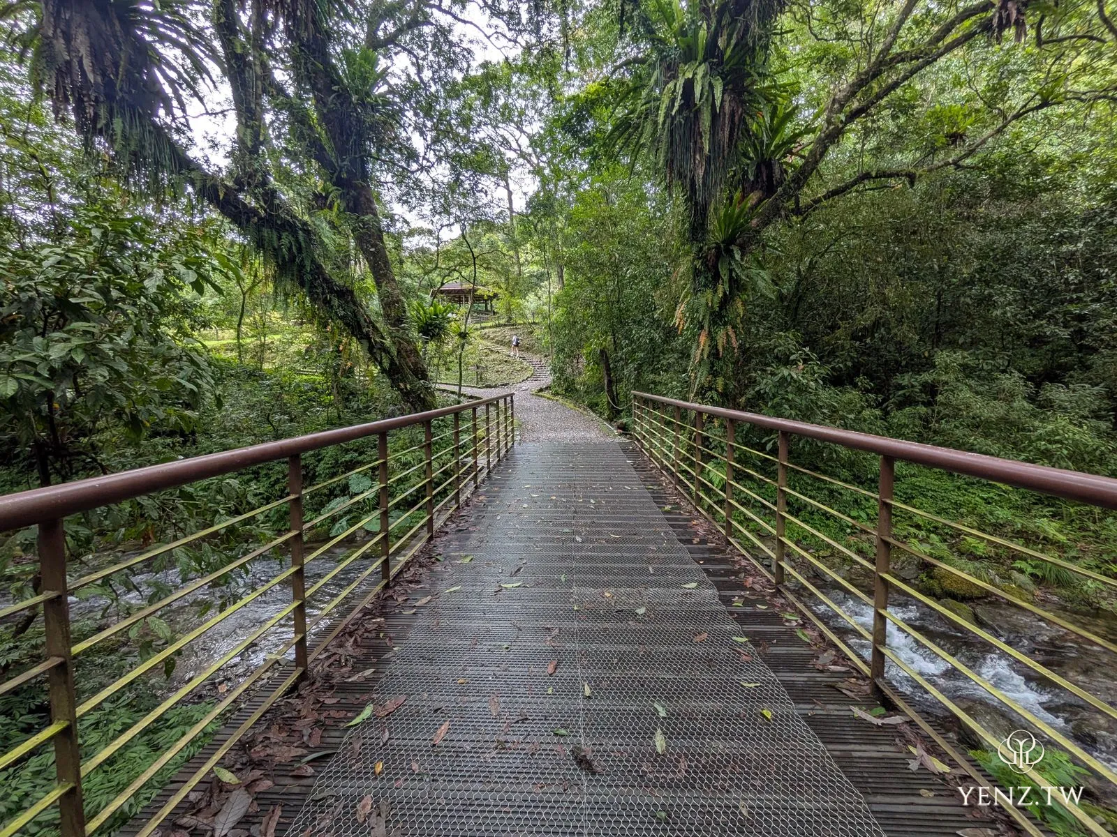 跨越溪流的金屬格柵橋，兩側是爬滿鳥巢蕨的大樹。