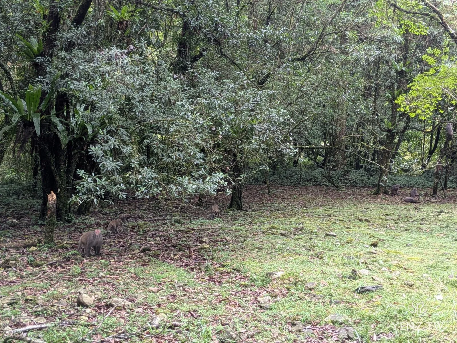 林間空地上一群台灣獼猴在覓食。