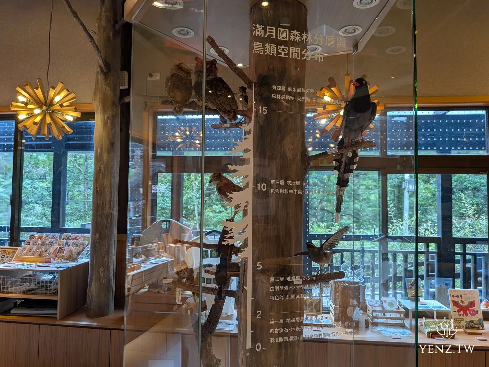 森林館內一根玻璃柱，標示「滿月圓森林分層與鳥類空間分布」，不同高度擺著不同鳥類標本。