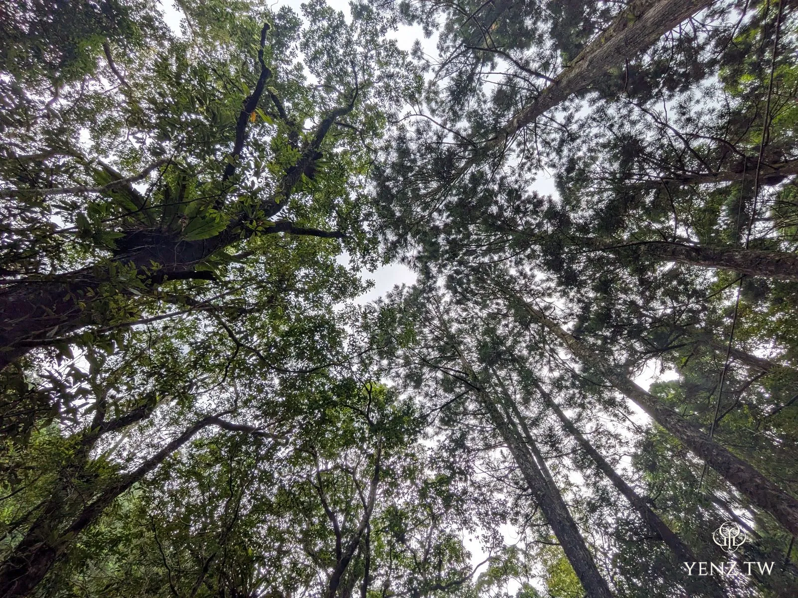 仰拍森林樹冠，高樹向天空交會。