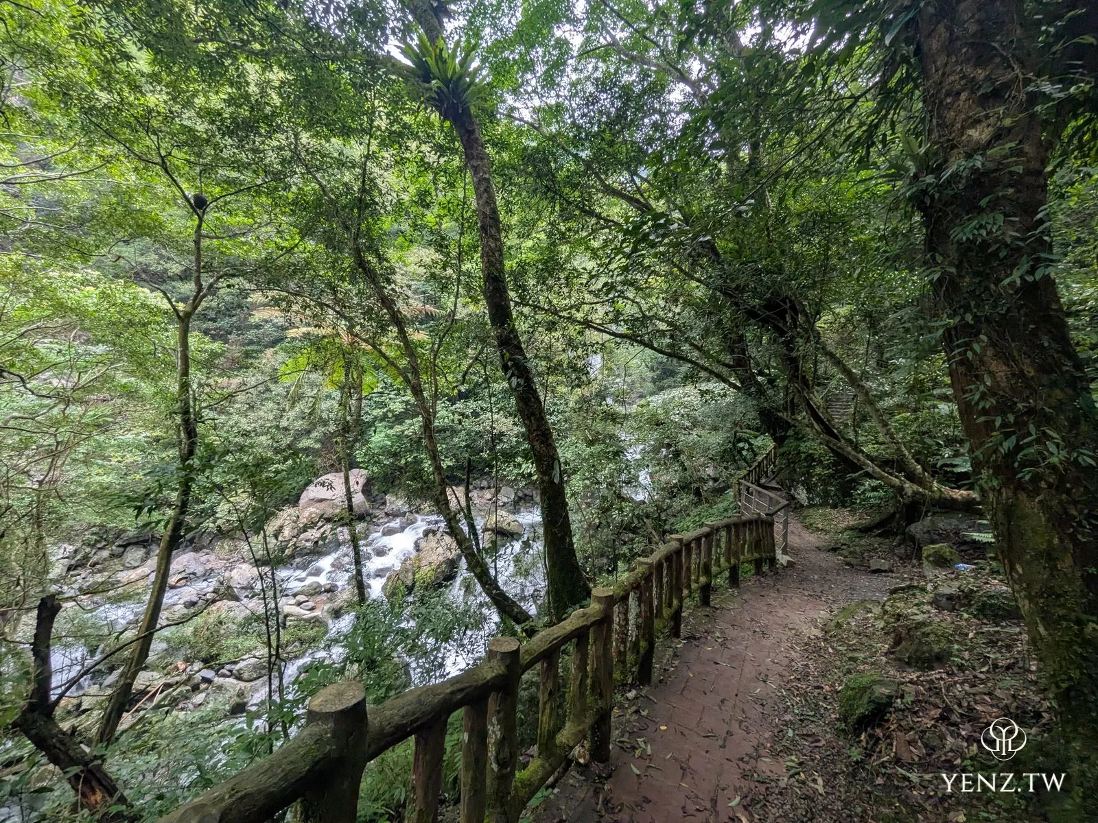步道沿著奔流的溪水而上，兩旁高樹斜倚，林相蒼鬱。