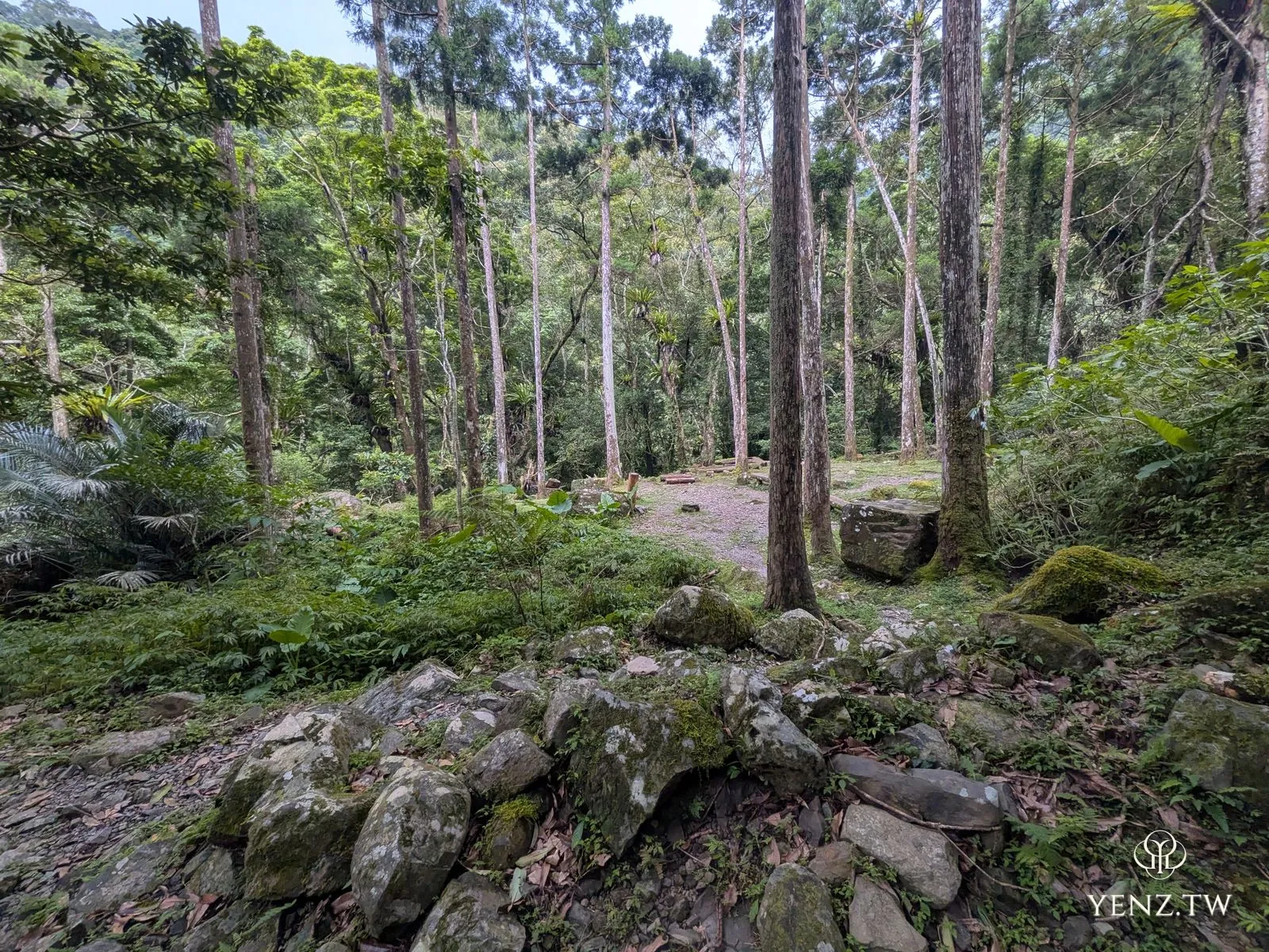 一片高聳筆直的人工林，林下是石砌駁坎與綠地。