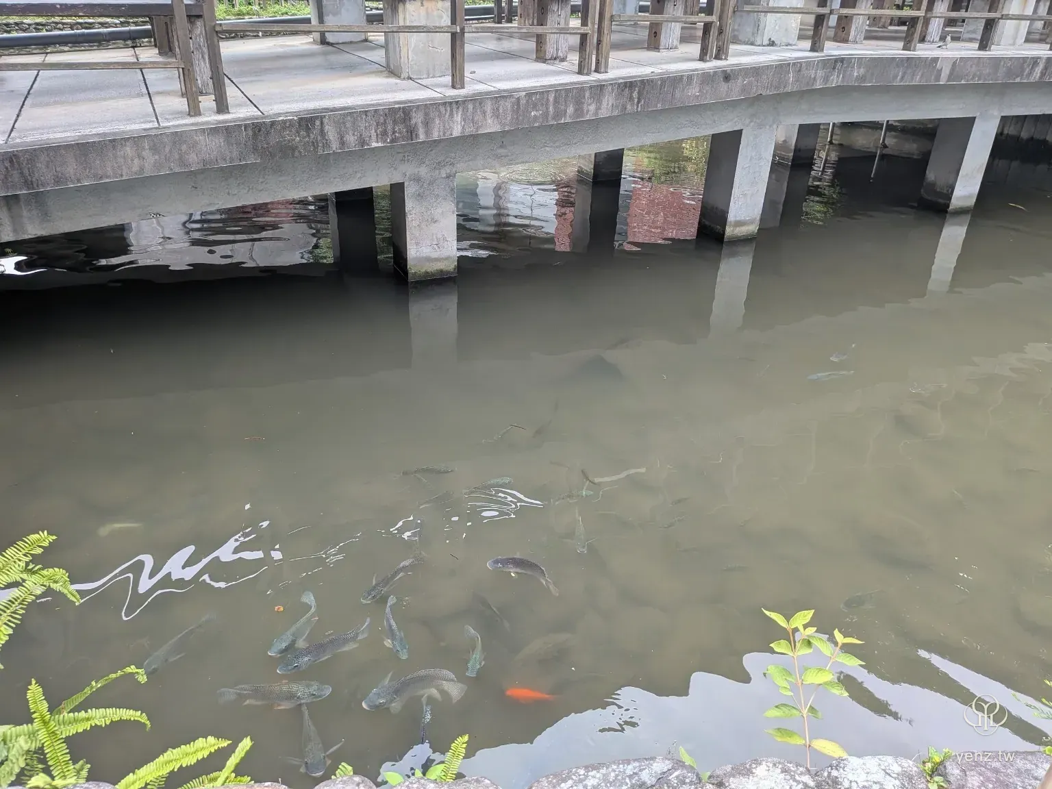 廊橋下方池水與魚群